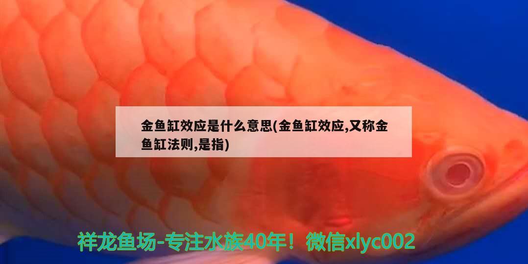 金魚缸效應是什么意思(金魚缸效應,又稱金魚缸法則,是指) 其它水族用具設備