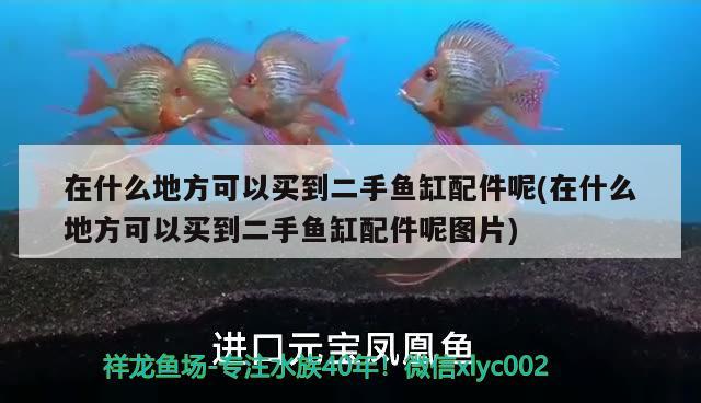 在什么地方可以買到二手魚缸配件呢(在什么地方可以買到二手魚缸配件呢圖片)