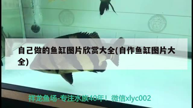 自己做的魚缸圖片欣賞大全(自作魚缸圖片大全) 撒旦鴨嘴魚