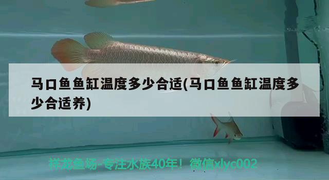 馬口魚魚缸溫度多少合適(馬口魚魚缸溫度多少合適養(yǎng))