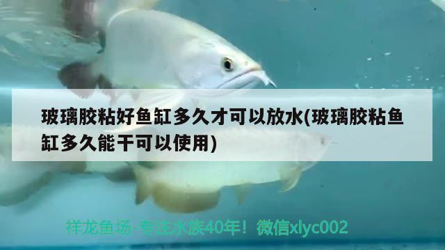 玻璃膠粘好魚(yú)缸多久才可以放水(玻璃膠粘魚(yú)缸多久能干可以使用)