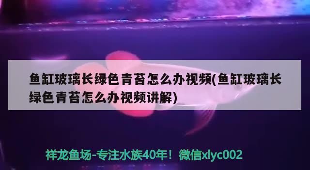 魚缸玻璃長綠色青苔怎么辦視頻(魚缸玻璃長綠色青苔怎么辦視頻講解) 定時器/自控系統(tǒng)