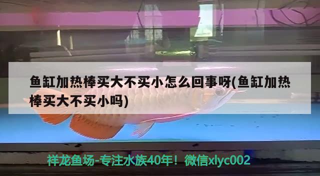 魚缸加熱棒買大不買小怎么回事呀(魚缸加熱棒買大不買小嗎) 狗仔招財(cái)貓魚