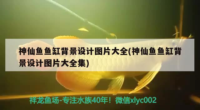 神仙魚(yú)魚(yú)缸背景設(shè)計(jì)圖片大全(神仙魚(yú)魚(yú)缸背景設(shè)計(jì)圖片大全集)