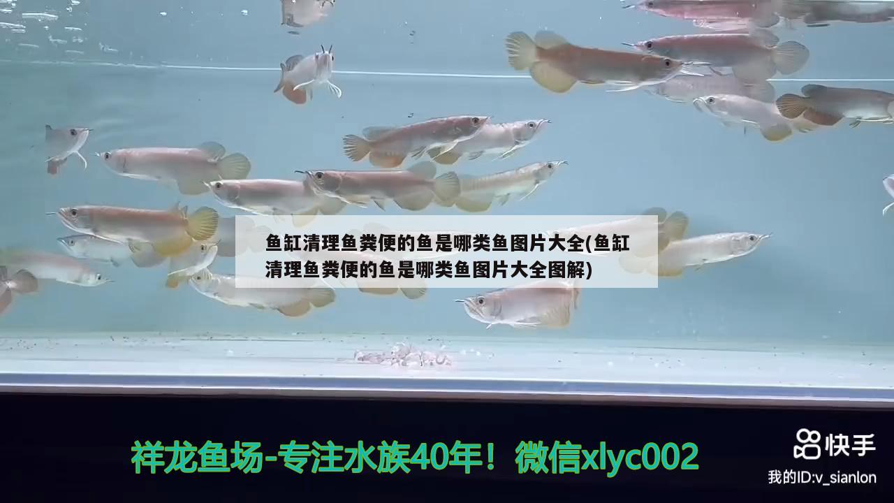 魚缸清理魚糞便的魚是哪類魚圖片大全(魚缸清理魚糞便的魚是哪類魚圖片大全圖解) 彩鰈魚缸（彩蝶魚缸）