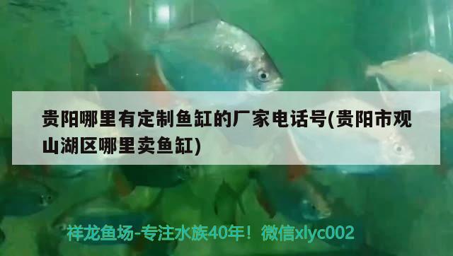 貴陽(yáng)哪里有定制魚(yú)缸的廠家電話號(hào)(貴陽(yáng)市觀山湖區(qū)哪里賣(mài)魚(yú)缸) 月光鴨嘴魚(yú)苗