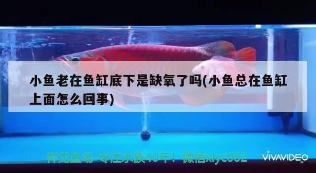 小魚老在魚缸底下是缺氧了嗎(小魚總在魚缸上面怎么回事)