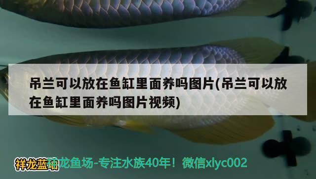 吊蘭可以放在魚缸里面養(yǎng)嗎圖片(吊蘭可以放在魚缸里面養(yǎng)嗎圖片視頻)