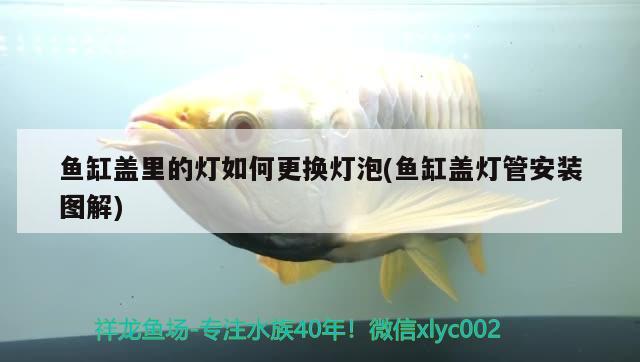 魚缸蓋里的燈如何更換燈泡(魚缸蓋燈管安裝圖解)