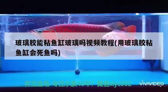 玻璃膠能粘魚缸玻璃嗎視頻教程(用玻璃膠粘魚缸會死魚嗎)