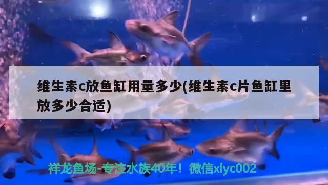 維生素c放魚缸用量多少(維生素c片魚缸里放多少合適) 帝王血鉆