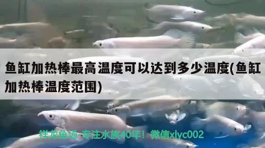 魚缸加熱棒最高溫度可以達(dá)到多少溫度(魚缸加熱棒溫度范圍) 杰西卡恐龍魚