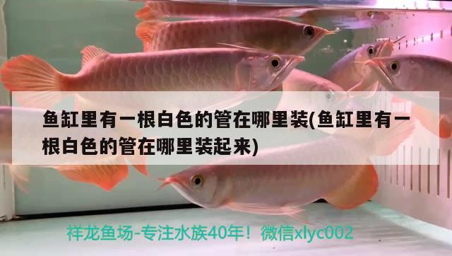 魚缸里有一根白色的管在哪里裝(魚缸里有一根白色的管在哪里裝起來)