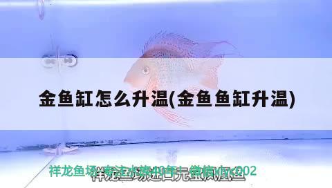 金魚(yú)缸怎么升溫(金魚(yú)魚(yú)缸升溫)