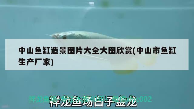 中山魚(yú)缸造景圖片大全大圖欣賞(中山市魚(yú)缸生產(chǎn)廠家) 財(cái)神鸚鵡魚(yú)