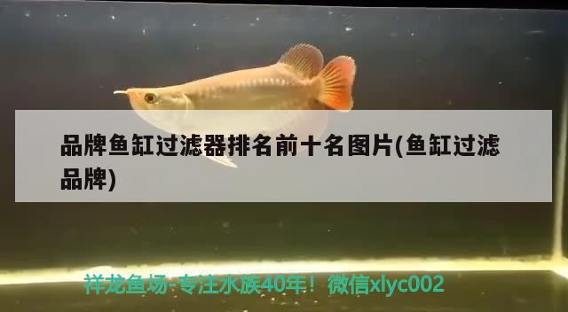 品牌魚(yú)缸過(guò)濾器排名前十名圖片(魚(yú)缸過(guò)濾品牌) 水溫計(jì)