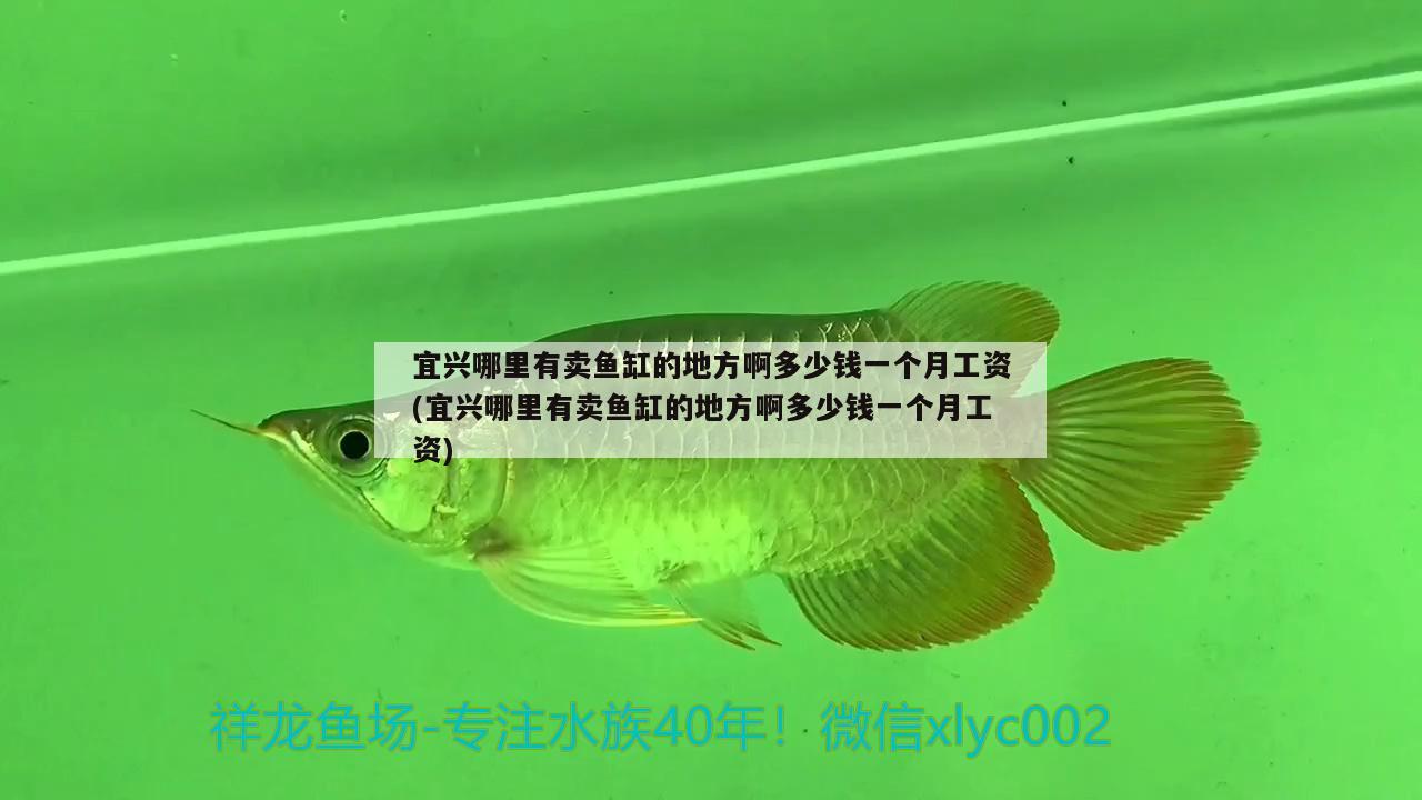 宜興哪里有賣魚缸的地方啊多少錢一個(gè)月工資(宜興哪里有賣魚缸的地方啊多少錢一個(gè)月工資)