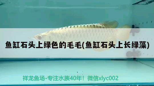 魚缸石頭上綠色的毛毛(魚缸石頭上長綠藻) 一眉道人魚苗