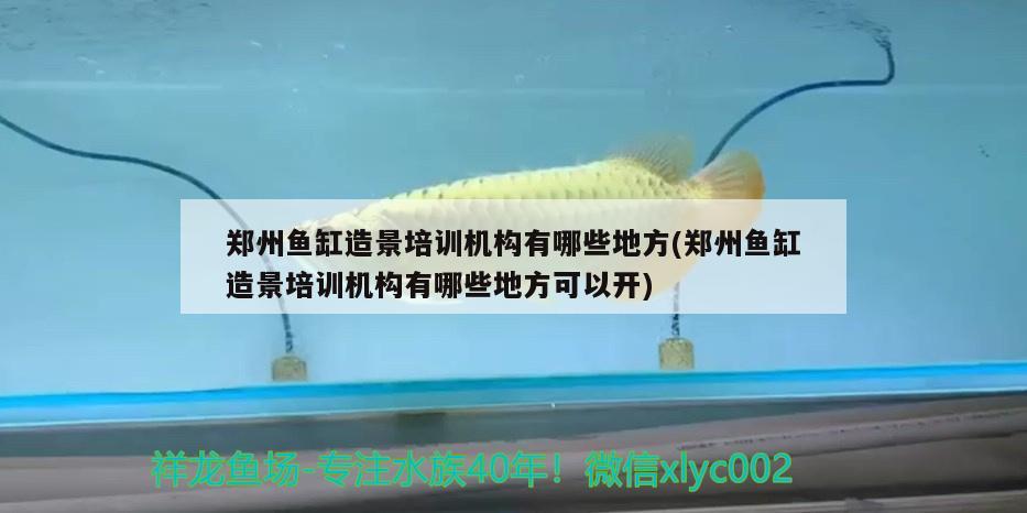 鄭州魚(yú)缸造景培訓(xùn)機(jī)構(gòu)有哪些地方(鄭州魚(yú)缸造景培訓(xùn)機(jī)構(gòu)有哪些地方可以開(kāi)) 印尼虎苗