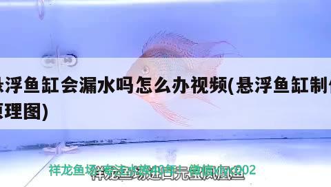 懸浮魚(yú)缸會(huì)漏水嗎怎么辦視頻(懸浮魚(yú)缸制作原理圖) 哥倫比亞巨暴魚(yú)苗