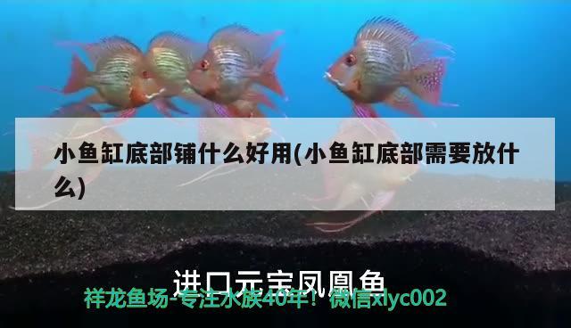 小魚缸底部鋪什么好用(小魚缸底部需要放什么) 狗仔（招財貓)魚苗