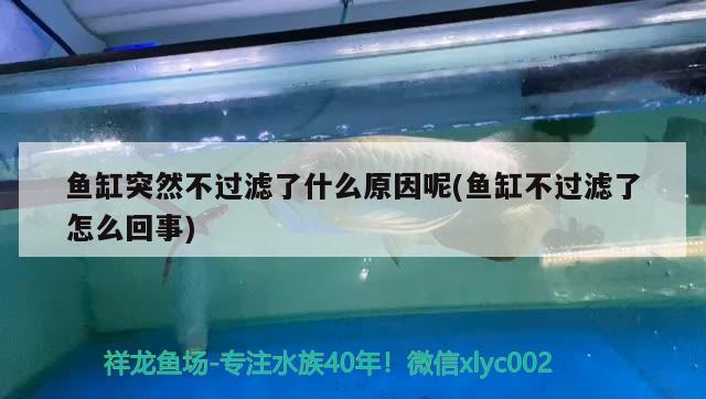 魚缸突然不過濾了什么原因呢(魚缸不過濾了怎么回事)