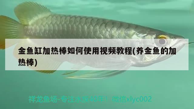 金魚缸加熱棒如何使用視頻教程(養(yǎng)金魚的加熱棒)