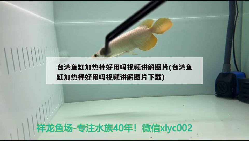 臺灣魚缸加熱棒好用嗎視頻講解圖片(臺灣魚缸加熱棒好用嗎視頻講解圖片下載) 非洲象鼻魚