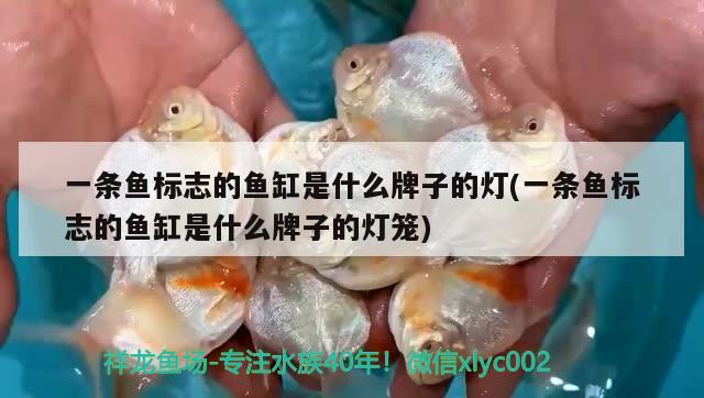 一條魚標(biāo)志的魚缸是什么牌子的燈(一條魚標(biāo)志的魚缸是什么牌子的燈籠) 馬拉莫寶石魚