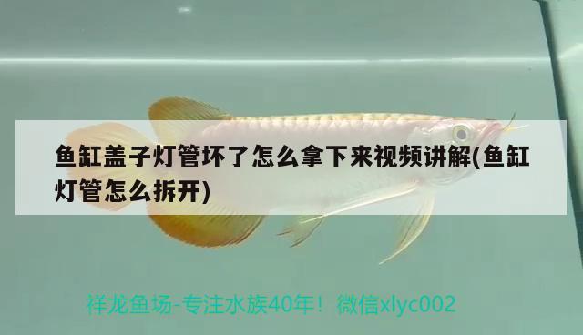 魚缸蓋子燈管壞了怎么拿下來視頻講解(魚缸燈管怎么拆開) 祥龍龍魚魚糧