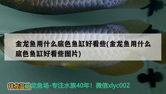 金龍魚用什么底色魚缸好看些(金龍魚用什么底色魚缸好看些圖片) 泰龐海蓮魚