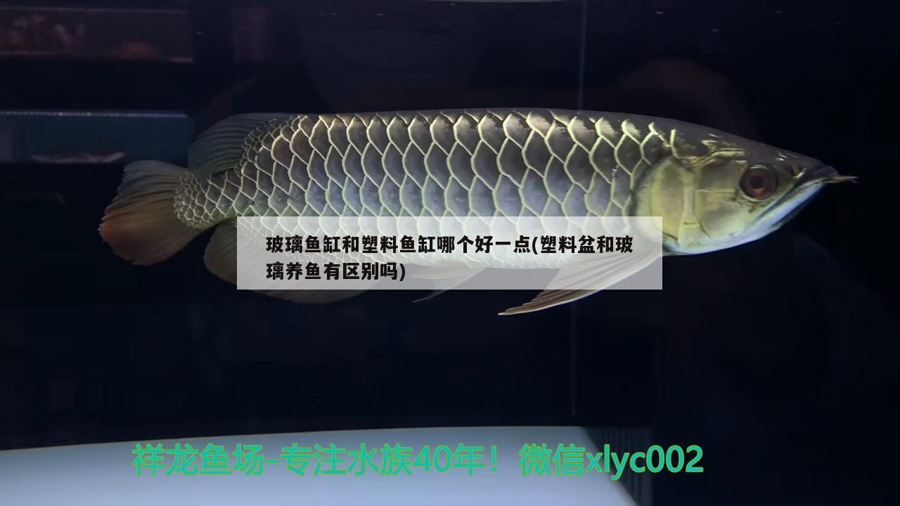 玻璃魚缸和塑料魚缸哪個好一點(塑料盆和玻璃養(yǎng)魚有區(qū)別嗎)