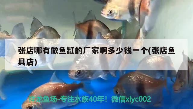 張店哪有做魚缸的廠家啊多少錢一個(gè)(張店魚具店) 紅龍福龍魚