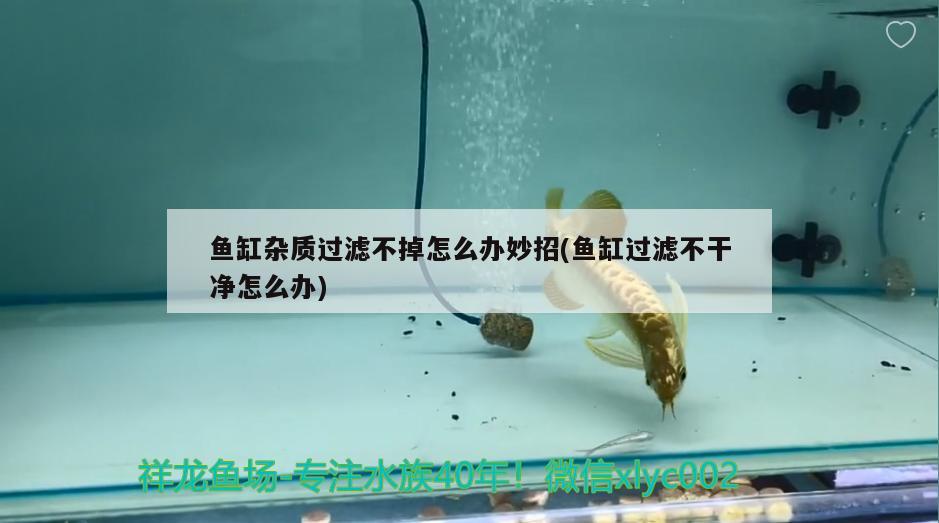 魚缸雜質(zhì)過濾不掉怎么辦妙招(魚缸過濾不干凈怎么辦)