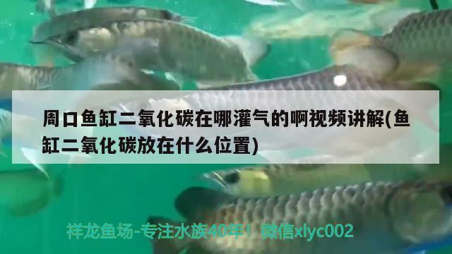 周口魚缸二氧化碳在哪灌氣的啊視頻講解(魚缸二氧化碳放在什么位置)