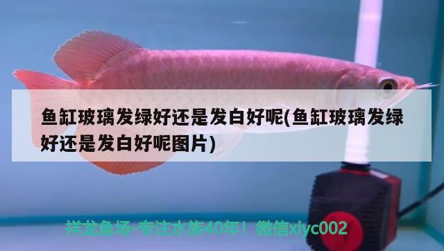 魚缸玻璃發(fā)綠好還是發(fā)白好呢(魚缸玻璃發(fā)綠好還是發(fā)白好呢圖片)