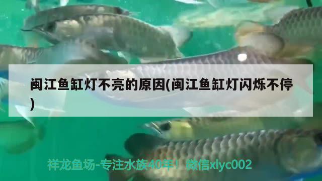 閩江魚缸燈不亮的原因(閩江魚缸燈閃爍不停) 高背金龍魚