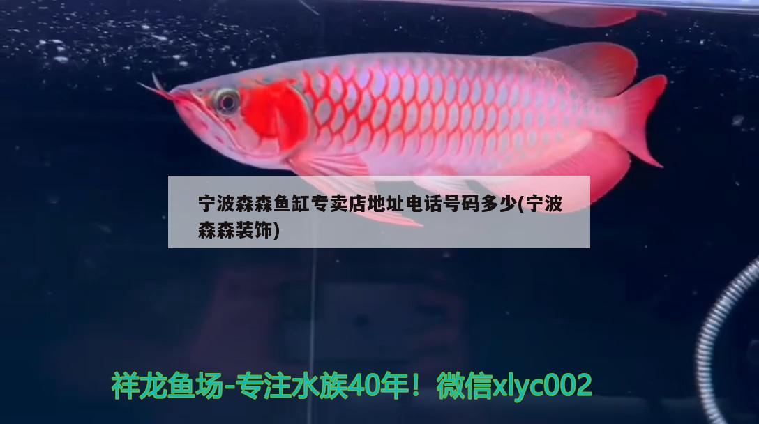 寧波森森魚缸專賣店地址電話號碼多少(寧波森森裝飾) 黑帝王魟魚