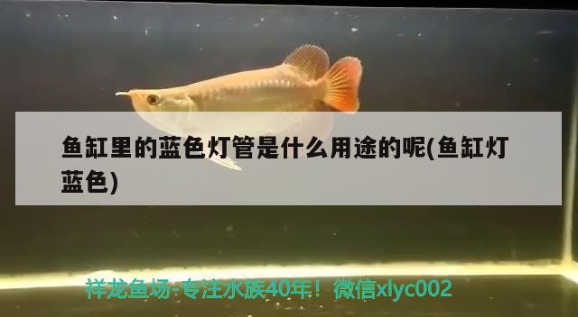 魚缸里的藍(lán)色燈管是什么用途的呢(魚缸燈藍(lán)色)