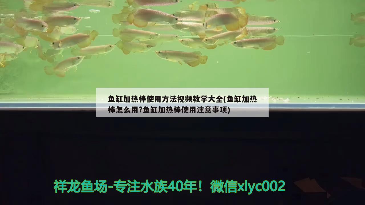 魚缸加熱棒使用方法視頻教學(xué)大全(魚缸加熱棒怎么用?魚缸加熱棒使用注意事項(xiàng)) 粗線銀版魚苗