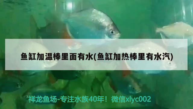 魚缸加溫棒里面有水(魚缸加熱棒里有水汽) 狗頭魚