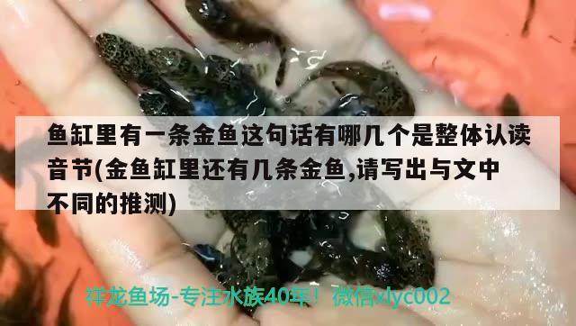 魚缸里有一條金魚這句話有哪幾個(gè)是整體認(rèn)讀音節(jié)(金魚缸里還有幾條金魚,請寫出與文中不同的推測) 大白鯊魚苗