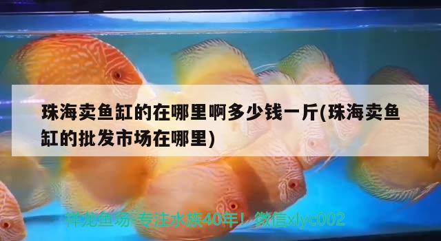 珠海賣(mài)魚(yú)缸的在哪里啊多少錢(qián)一斤(珠海賣(mài)魚(yú)缸的批發(fā)市場(chǎng)在哪里)