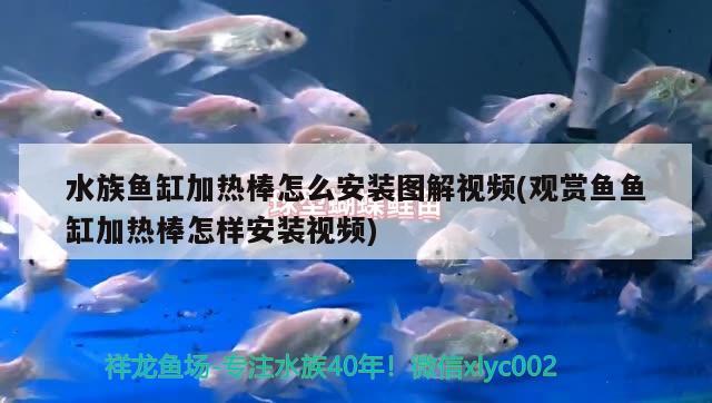 水族魚缸加熱棒怎么安裝圖解視頻(觀賞魚魚缸加熱棒怎樣安裝視頻) 申古銀版魚 第2張