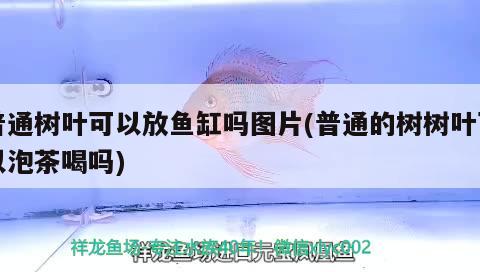 普通樹葉可以放魚缸嗎圖片(普通的樹樹葉可以泡茶喝嗎)