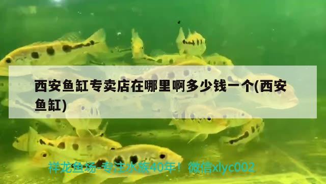 西安魚缸專賣店在哪里啊多少錢一個(gè)(西安魚缸)