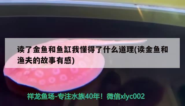 讀了金魚和魚缸我懂得了什么道理(讀金魚和漁夫的故事有感) 戰(zhàn)車紅龍魚