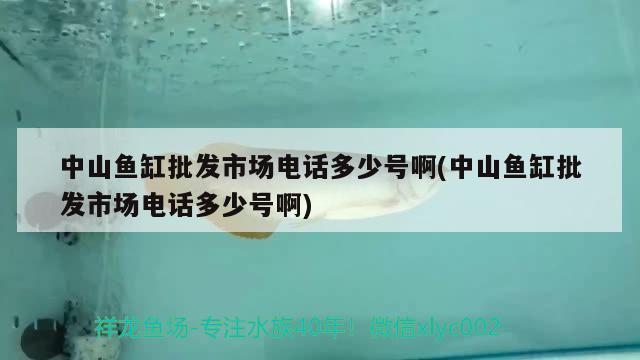 中山魚缸批發(fā)市場電話多少號啊(中山魚缸批發(fā)市場電話多少號啊)