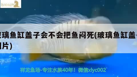 玻璃魚缸蓋子會不會把魚悶死(玻璃魚缸蓋子圖片)