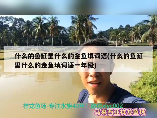 什么的魚缸里什么的金魚填詞語(什么的魚缸里什么的金魚填詞語一年級(jí))